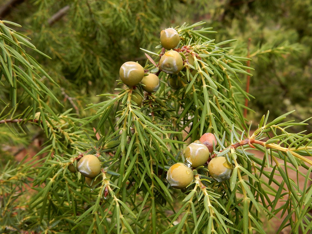 Juniperus cedrus